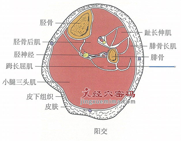 阳交的位置解剖图（图解）