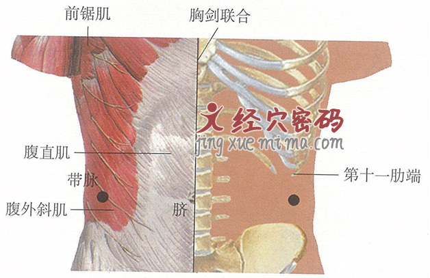 带脉穴位位置图及针灸穴位图解