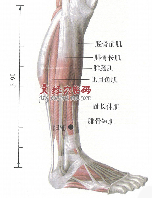 阳辅穴位位置图及针灸穴位图解