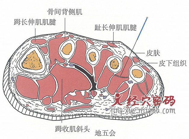 地五会的位置解剖图（图解）