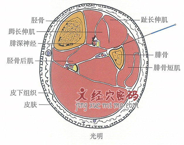 光明的位置解剖图（图解）