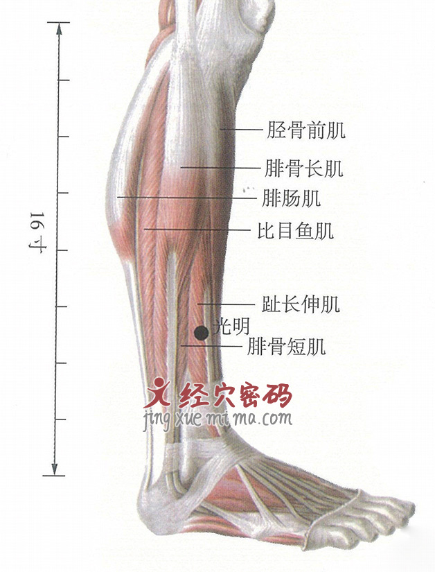 光明穴位位置图及针灸穴位图解