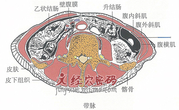 带脉的位置解剖图（图解）