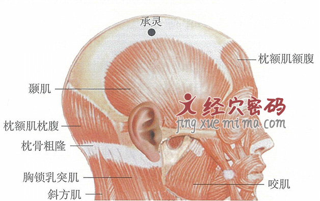 承灵穴位位置图及针灸穴位图解