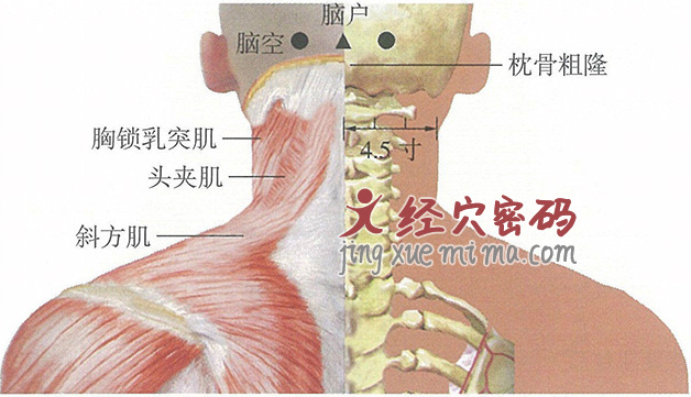 脑空穴位位置图及针灸穴位图解