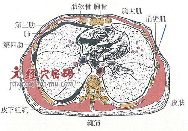 辄筋的位置解剖图（图解）