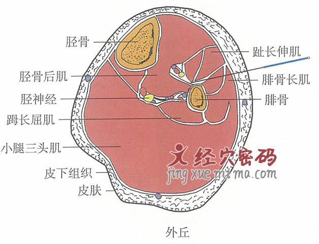 外丘的位置解剖图（图解）