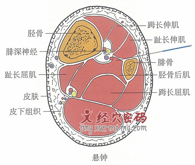 悬钟的位置解剖图（图解）