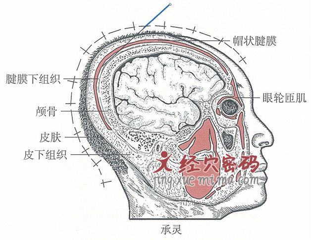 承灵的位置解剖图（图解）