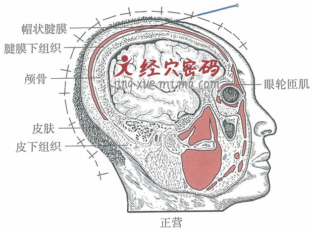 正营的位置解剖图（图解）