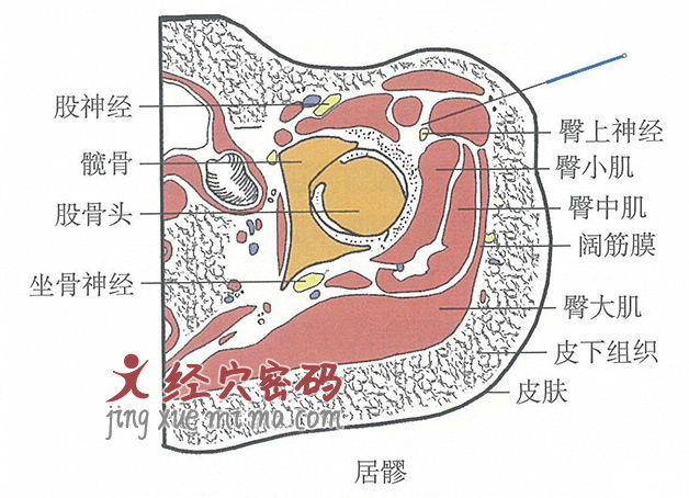 居髎的位置解剖图（图解）