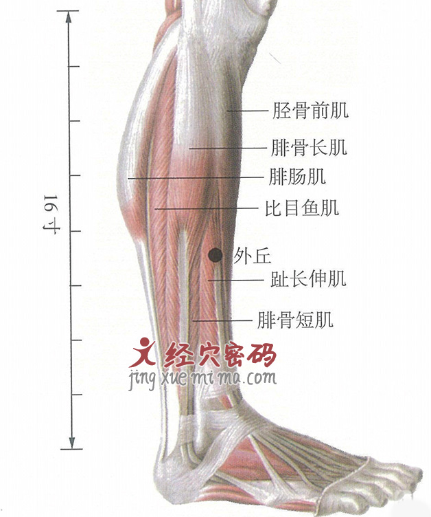 外丘穴位位置图及针灸穴位图解