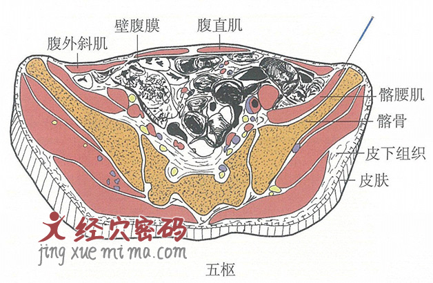 五枢的位置解剖图（图解）