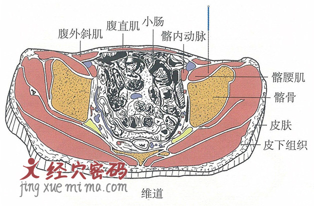 维道的位置解剖图（图解）