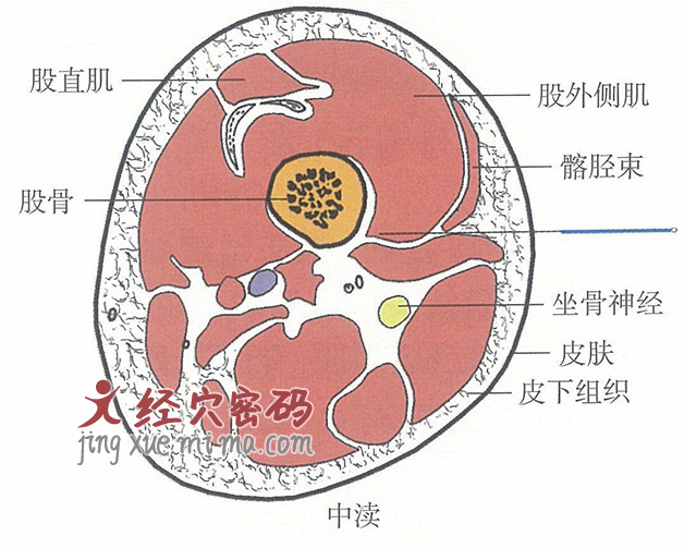 中渎的位置解剖图（图解）