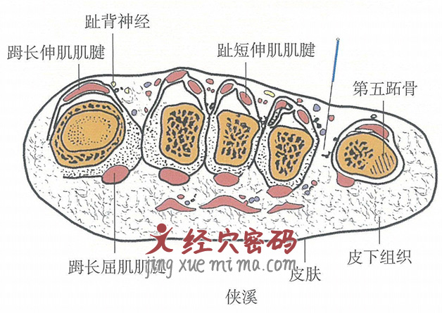 侠溪的位置解剖图（图解）