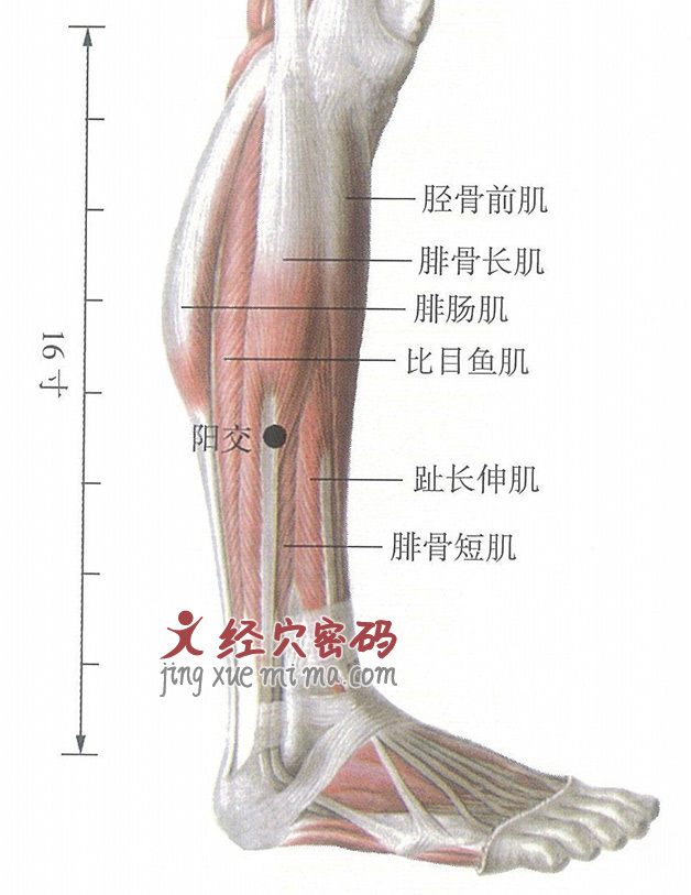 阳交穴位位置图及针灸穴位图解