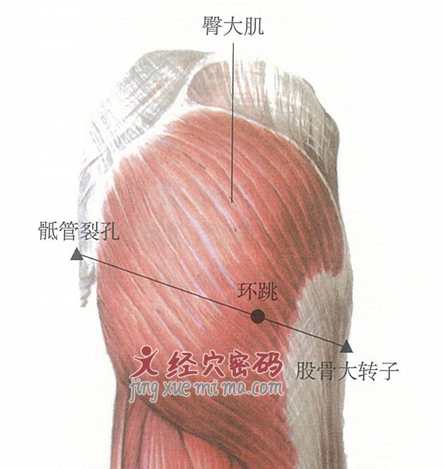 环跳穴位位置图及针灸穴位图解