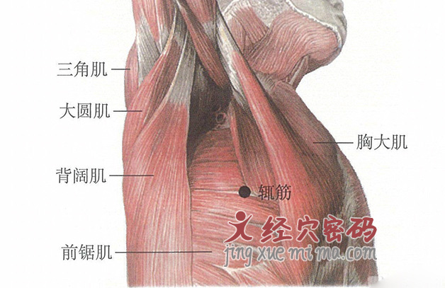 辄筋穴位位置图及针灸穴位图解