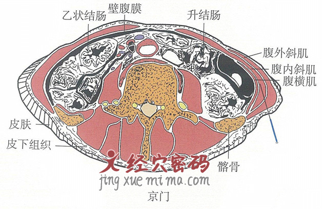 京门的位置解剖图（图解）