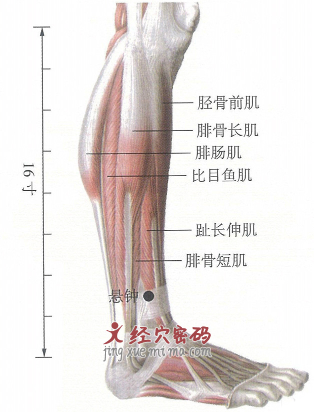 悬钟穴位位置图及针灸穴位图解