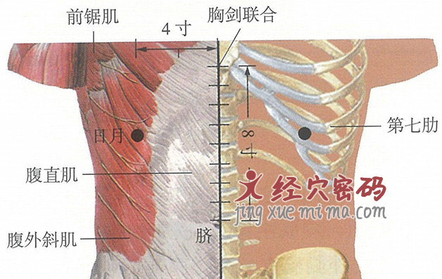 日月穴位位置图及针灸穴位图解