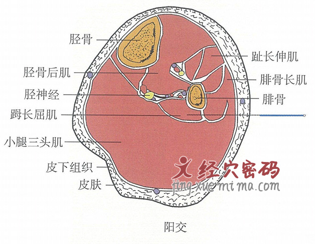 阳交的位置解剖图（图解）