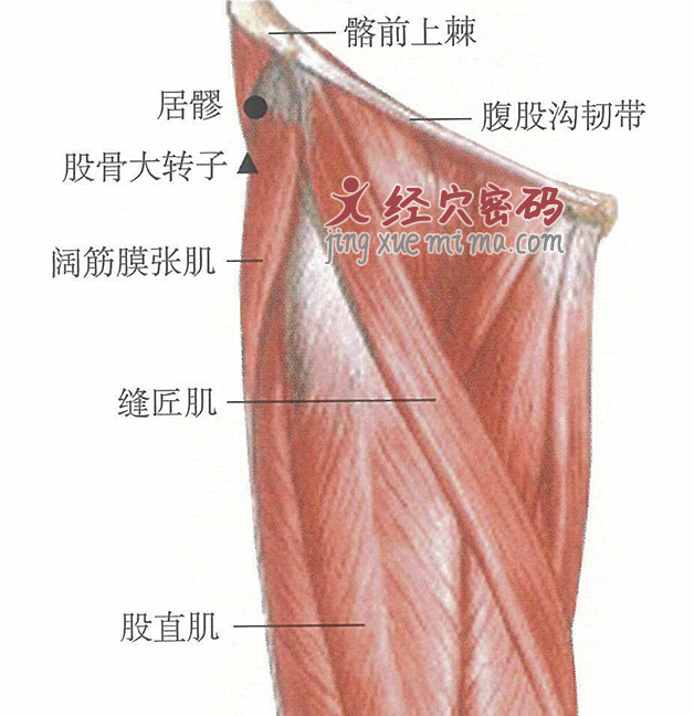 居髎穴位位置图及针灸穴位图解