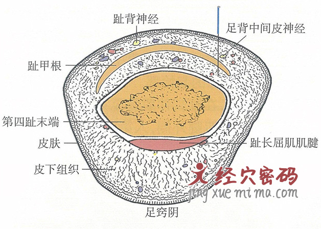 足窍阴的位置解剖图（图解）