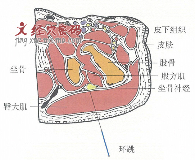 环跳的位置解剖图（图解）