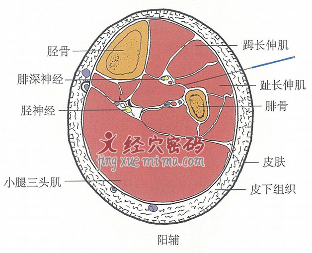 阳辅的位置解剖图（图解）