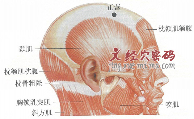 正营穴位位置图及针灸穴位图解