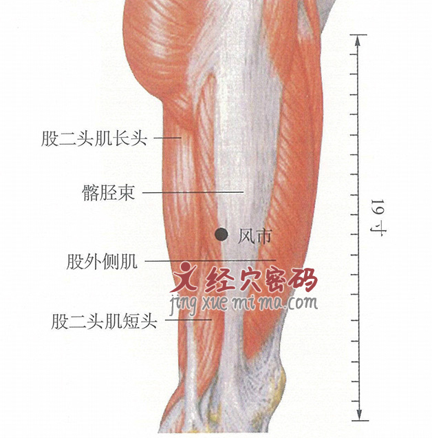 风市穴位位置图及针灸穴位图解