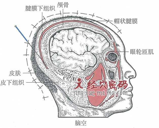 脑空的位置解剖图（图解）