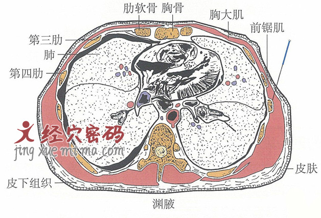 渊腋穴位位置图及针灸穴位图解