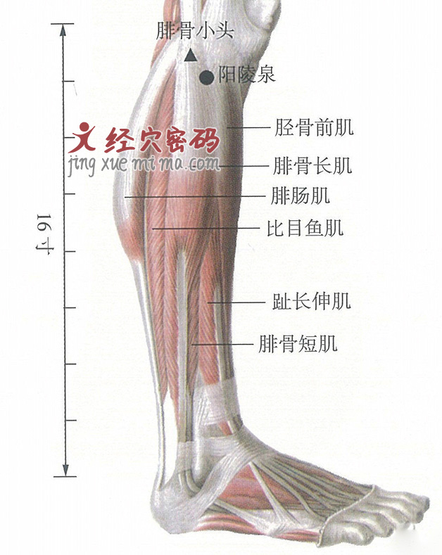 阳陵泉穴位位置图及针灸穴位图解