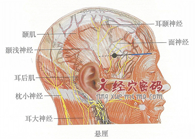 悬厘的位置解剖图（图解）