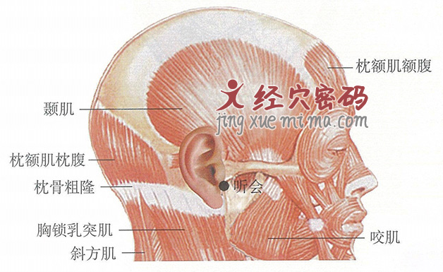 听会穴位位置图及针灸穴位图解