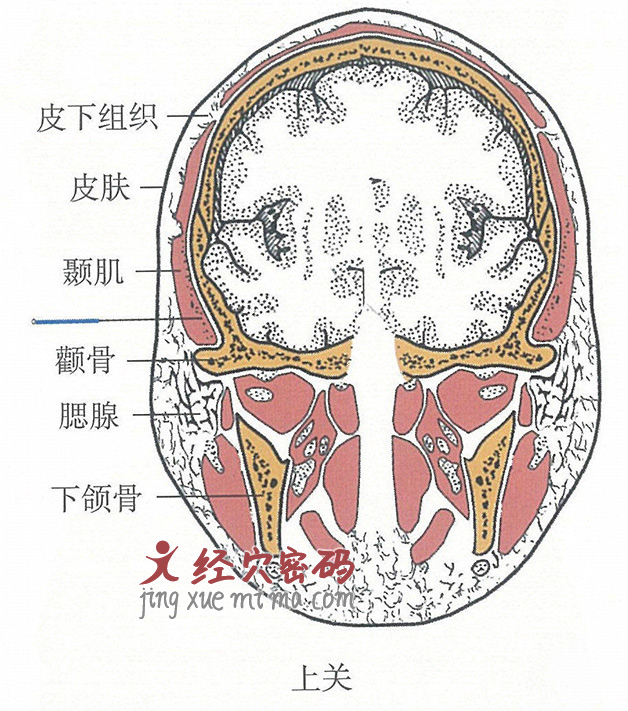 上关的位置解剖图（图解）