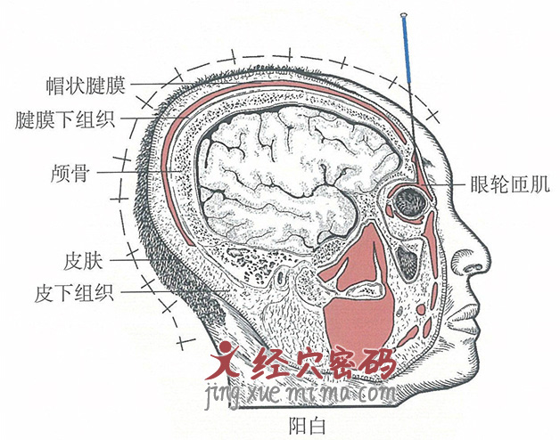 阳白的位置解剖图（图解）