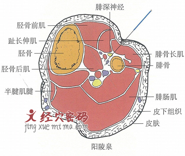 阳陵泉的位置解剖图（图解）