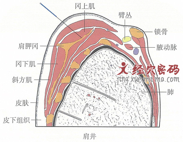 肩井的位置解剖图（图解）