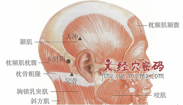 头窍阴穴位位置图及针灸穴位图解