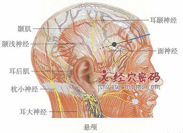 悬颅的位置解剖图（图解）