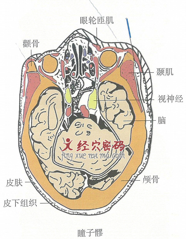 瞳子髎的位置解剖图（图解）