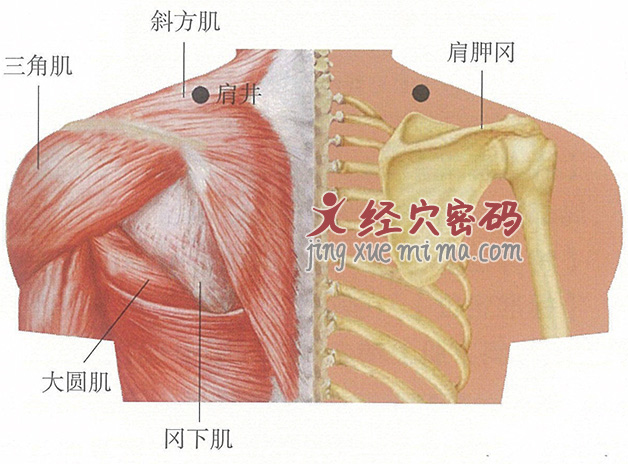 肩井穴位位置图及针灸穴位图解