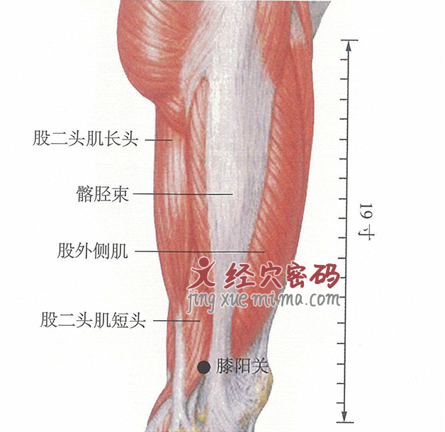 膝阳关穴位位置图及针灸穴位图解