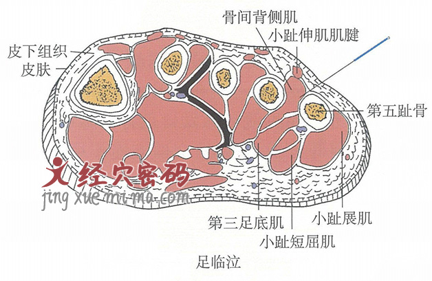 足临泣的位置解剖图（图解）