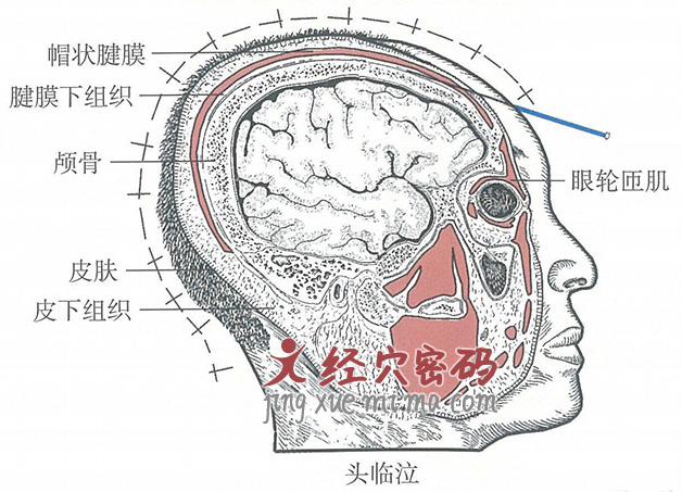 头临泣的位置解剖图（图解）