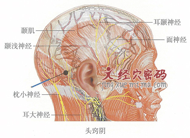 头窍阴的位置解剖图（图解）